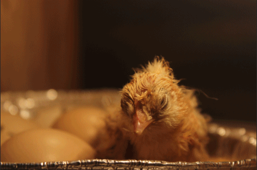 Memelihara Anak Ayam Kampung sebagai Hiburan